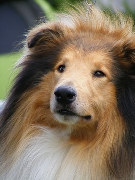 Lassie dog stock image. Image of mouth, furry, drool, whiskers - 4864427