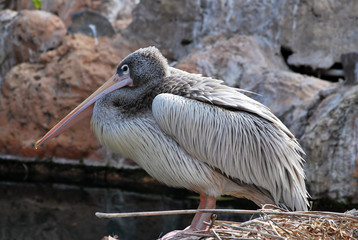 Spot-billed Pelican