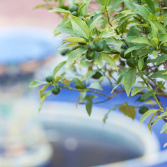 green olives on the background of Greek mosaic