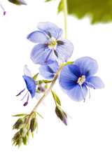Dark blue field flower, it is isolated on white