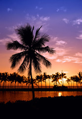 Obraz na płótnie Canvas Hawaiian palma sunset