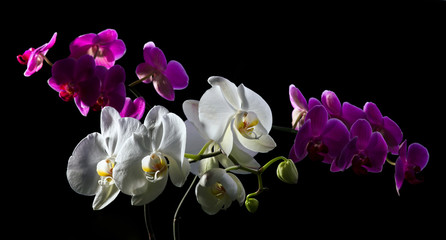 Fototapeta na wymiar Purple and white orchid on black