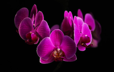 Naklejka na ściany i meble Purpurowe orchidea na czarnym