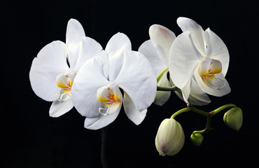 Panele Szklane  White orchid on black