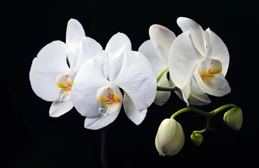 Tissu par mètre Orchidée White orchid on black