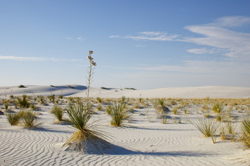 White Sands National Monument - Desert Plants