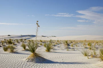 Cercles muraux Parc naturel White Sands National Monument - Desert Plants