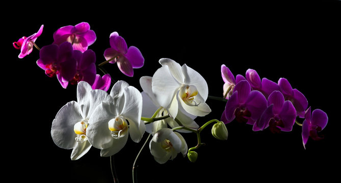 Purple and white orchid on black