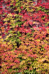 Farbige Blätter des wilden Weins im Herbst