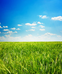 Obraz premium green grass and blue sky