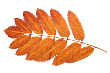 Branch of autumn leaves isolated on white background