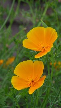 Kalifornischer Mohn vid 02