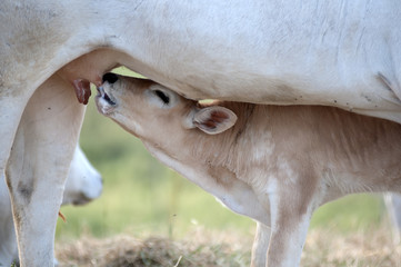 Cow calf suckling