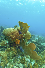 Coral reef off Roatan
