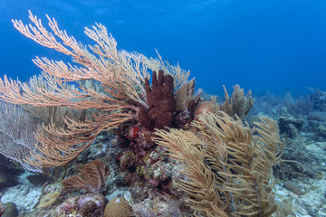Naklejka na ściany i meble Coral reef Roatan Honduras