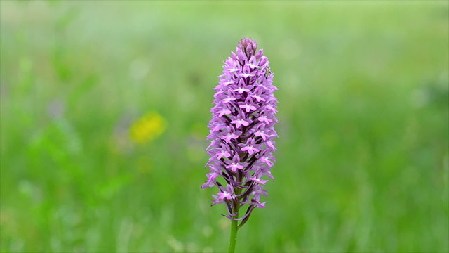 Wildflowers sways on a wind on the meadow. Footage 1920x1080
