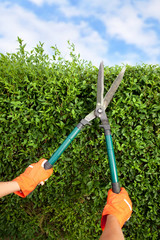 Hands with garden shears