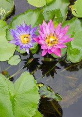 Bee on a purple and pink lotus.