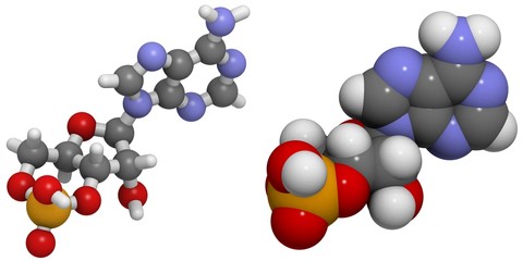 Cyclic adenosine monophosphate (cAMP)