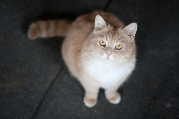 красивый кот