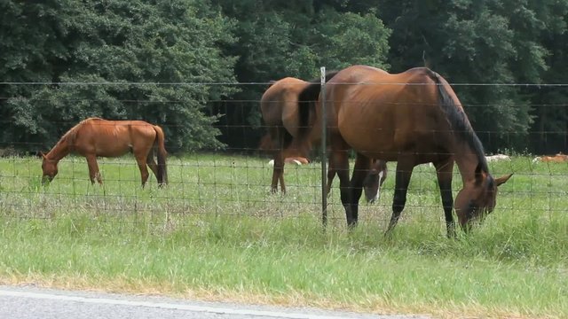Three Brown Horses Grazing At A Fence