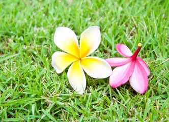 Frangipani tropical flowers.
