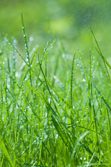 spring green grass with dew drops