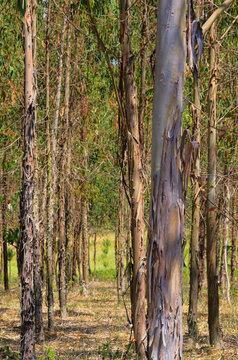 Eukalyptus - eucalyptus 18