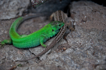 Two lizards lie on the stone.