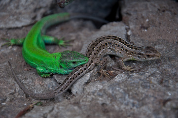Two lizards lie on the stone.