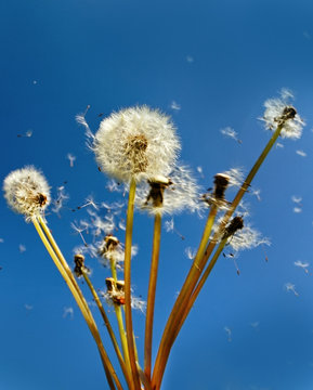 .Dandelions field.