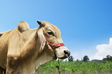 Fototapeta premium Cow with blue sky