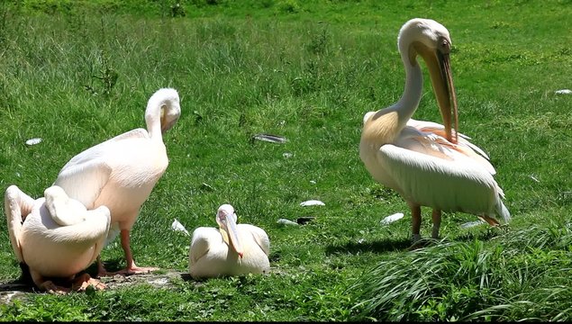 toilette des grands p&eacute;licans blancs