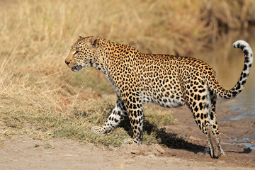 Fototapeta na wymiar Leopard walking