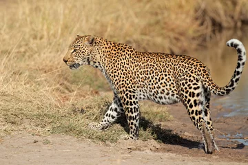 Foto op Canvas Leopard walking © EcoView