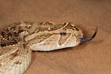 Puff adder (Bitis arietans) snake with flicking tongue