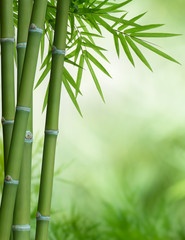 Naklejka premium bambusowe drzewo z liśćmi