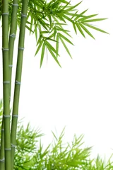 Papier Peint photo Lavable Bambou bambou avec des feuilles