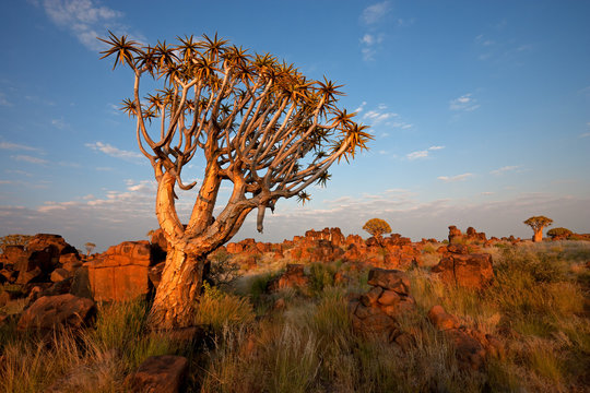 Quiver tree landscape, Namibia