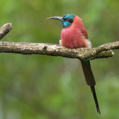 Northern Carmine Bee-Eater