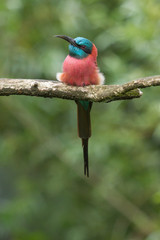 Northern Carmine Bee-Eater