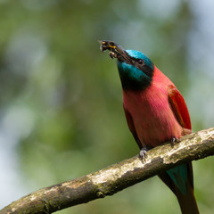 Northern Carmine Bee-Eater
