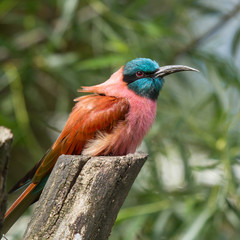 Northern Carmine Bee-Eater