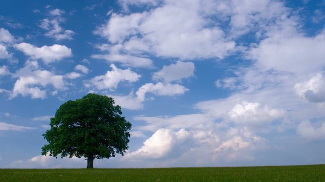 Zeitraffer video von Wolken hinter Baum