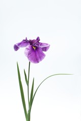 ハナショウブ © naomer