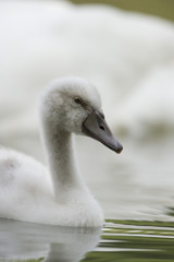Cigno giovane vicino alla mamma