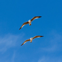 Seagull