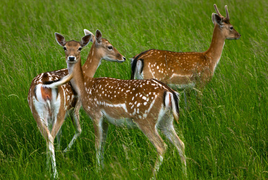 Rehe