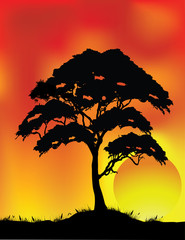 Fototapeta na wymiar Silhouette drzewa