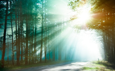 Fototapeta premium Magical forest in the morning sunlight rays
